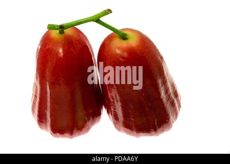 Bell Obst oder rose Apple auf weißem Hintergrund Stockfoto