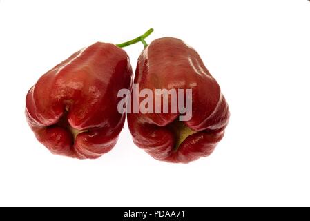 Die frische Glockenfrucht oder der Rosenapfel ist auf dem weißen Hintergrund isoliert. Stockfoto