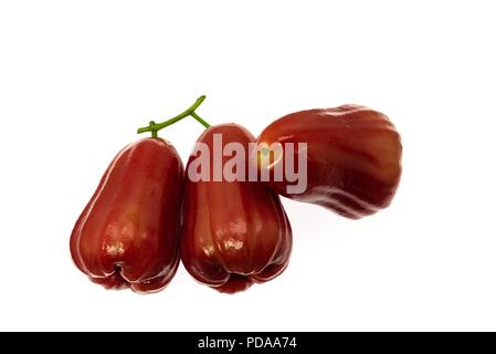 Bell Obst oder rose Apple auf weißem Hintergrund Stockfoto