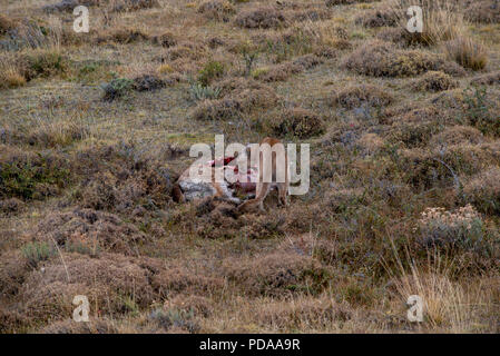 Wild erwachsene Frau patagonischen Puma Fütterung auf der Kadaver eines Guanako, ihrer wichtigsten Beute Arten. Stockfoto