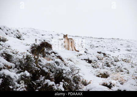 Wild erwachsene Frau patagonischen Puma auf Schnee bedeckten Hügel. Torres del Paine Nationalpark, Chile Stockfoto