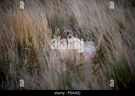 Wild erwachsene Frau patagonischen Puma in ruht auf dem Rücken im hohen Gras mit ihren Pfoten angehoben und die Augen geschlossen. Stockfoto