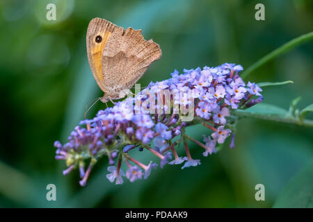 Schmetterling Wiese Braun oder Pyrausta aurata sitzen auf Schmetterling Büsche Stockfoto