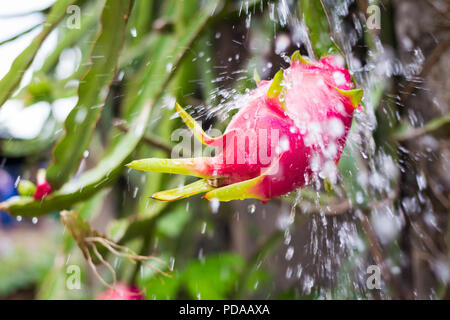 Dragon Frucht am Baum nach dem Regen in den Garten Stockfoto