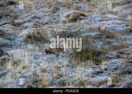 Erwachsene Frau patagonischen Puma sitzen auf Frost bedeckt Hang mit ihren großen juvenile männliche Nachkommen sitzen hinter ihr auf der rechten Seite. Stockfoto