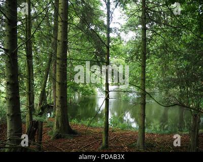 Die Baumstämme in einem grünen Forste mit einem wilden See im Hintergrund Stockfoto