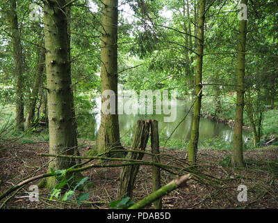 Die Baumstämme in einem grünen Forste mit einem wilden See im Hintergrund Stockfoto