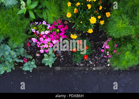 Bunte Blume bed Stockfoto