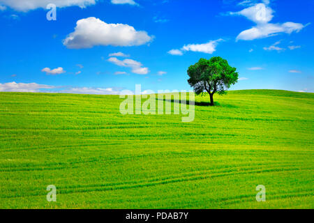 Beeindruckende Landschaft, mit Baum und Hill, Toskana, Italien. Stockfoto