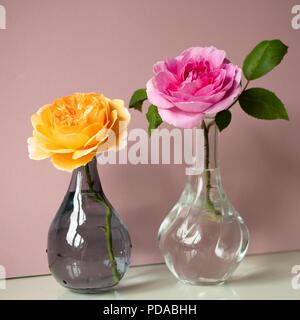 Zwei schneiden Rosen - Rot und Pink gefärbt - in Glasvasen, auf staubigen rosa Hintergrund. Stockfoto