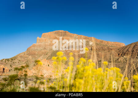 Gelbe Blumen unscharf vor der Guajara Berg, zweithöchste Gipfel im Nationalpark Las Canadas del Teide, UNESCO Weltkulturerbe, Stockfoto