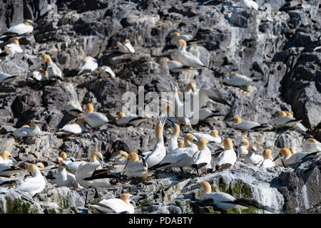 Tölpel Nesting, Bass Rock, Schottland Stockfoto