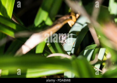 Ein männlicher dunklen Busch - Kricket (Pholidoptera griseoaptera) auf die Blätter einer hängend Segge (Carex pendula) Stockfoto