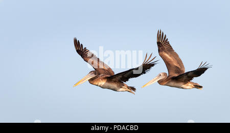 2 braune Pelikane im Formationsflug Stockfoto