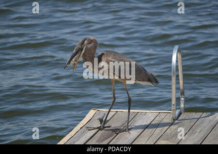 Seitenansicht des Great Blue Heron mit großen Fisch im Schnabel Stockfoto