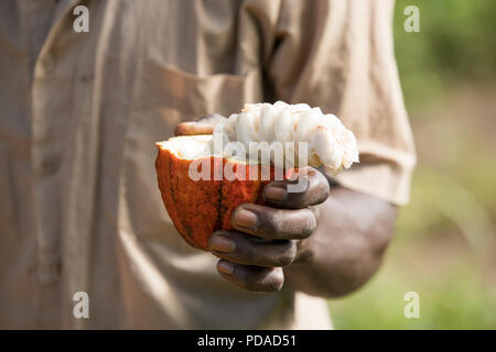 Kakaofrüchte sind Split öffnen Süße, fleischige Frucht zu offenbaren, Kuvertierung die Kakaobohnen in Mukono, Uganda, Ostafrika. Stockfoto