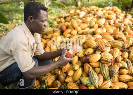 Der Arbeitnehmer teilt eine offene geerntete Kakaobohne pod auf einer Plantage im Distrikt Mukono, Uganda, Ostafrika. Stockfoto