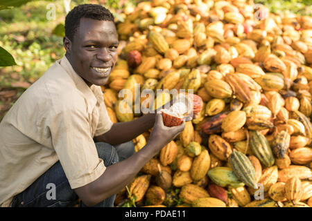 Der Arbeitnehmer teilt eine offene geerntete Kakaobohne pod auf einer Plantage im Distrikt Mukono, Uganda, Ostafrika. Stockfoto