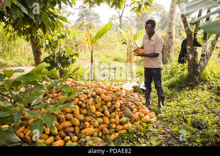 Der Arbeitnehmer teilt eine offene geerntete Kakaobohne pod auf einer Plantage im Distrikt Mukono, Uganda, Ostafrika. Stockfoto