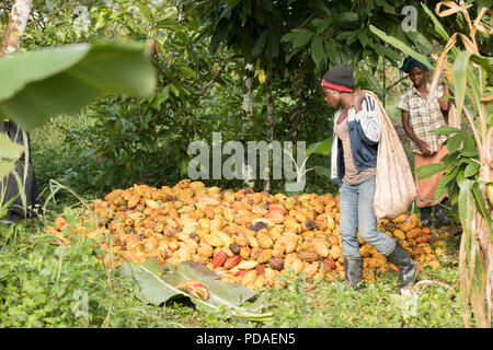 Arbeitnehmer Rückkehr vom Feld mit Säcken voll mit frischem Kakao auf einem Bauernhof in Mukono, Uganda. Stockfoto