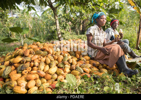 Arbeitnehmer die süße Frucht geniessen Sie von Kakaobohnen, spucken die Bohne, die Schokolade auf der Plantage in Mukono, Uganda verwendet wird. Stockfoto