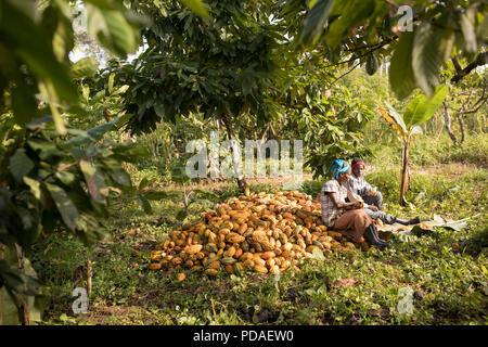 Arbeitnehmer die süße Frucht geniessen Sie von Kakaobohnen, spucken die Bohne, die Schokolade auf der Plantage in Mukon, Uganda verwendet wird. Stockfoto