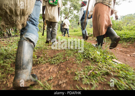 Arbeitnehmer Spaziergang durch eine kakaobohne Plantage im Distrikt Mukono, Uganda, Ostafrika. Stockfoto