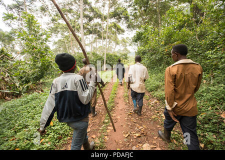 Arbeitnehmer Spaziergang durch ein bewaldetes Kakaobohne Plantage im Distrikt Mukono, Uganda, Ostafrika. Stockfoto