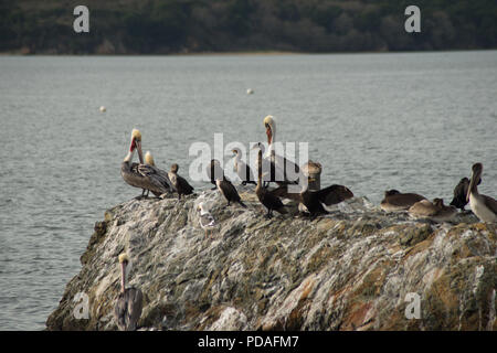 Kalifornien braune Pelikane, Kormorane und Möwen auf einem felsigen Oberfläche, Wasser im Hintergrund. Die Vögel selbst pflegen, sich ausruhen, zupfen an t Stockfoto