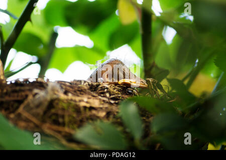 Neugeborene Blackbird Küken in ein verstecktes Nest, Salzburg, Österreich Stockfoto