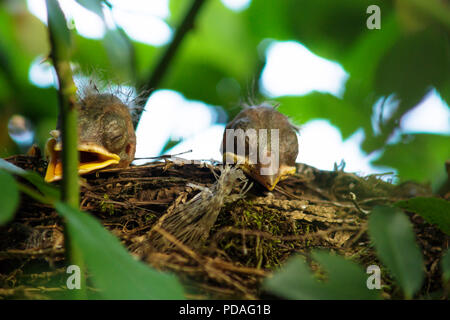 Zwei neugeborene Blackbird Küken in ein verstecktes Nest, Salzburg, Österreich Stockfoto