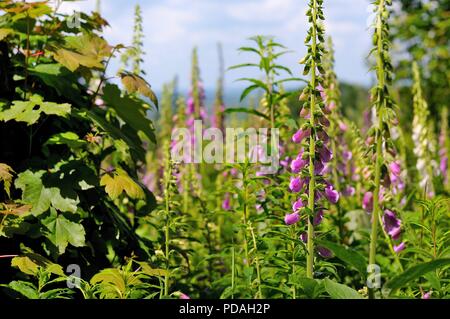 Lila Blüten gegen ein bewölkter Himmel Stockfoto