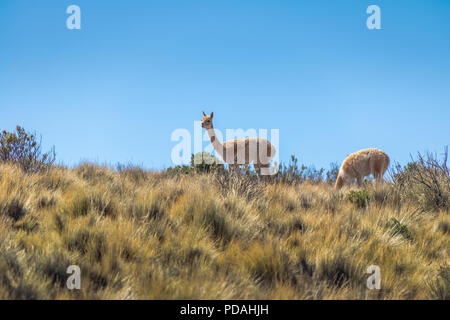 Vicuñas in der Nähe der Serranía de Hornocal, die vierzehn Farben Hügel an der Quebrada de Humahuaca - Humahuaca, Jujuy, Argentinien Stockfoto