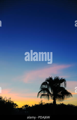 Silhouette eines einsamen Palme gegen die Dämmerung Himmel. Exotischen Hintergrund mit kopieren. Vertikale navy blue minimal Sommer Card. Stockfoto