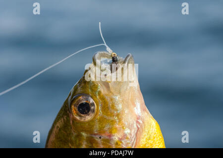 Ein Sonnenblumenöl kaltgepresst (lepomis Gibbosus) beim Fischen mit der Fliege. Stockfoto