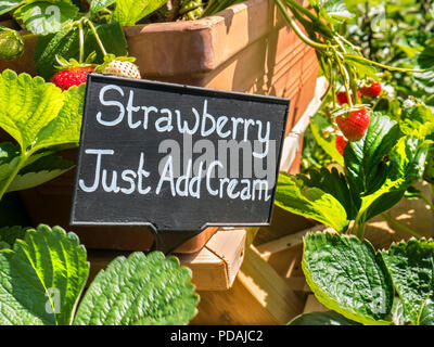 Erdbeerpflanzen werden zum Verkauf mit dem schrulligen "Strawberry Just Add Cream"-Schild "Gartenbau Obstmarkt Stall Outdoors UK" angeboten Stockfoto