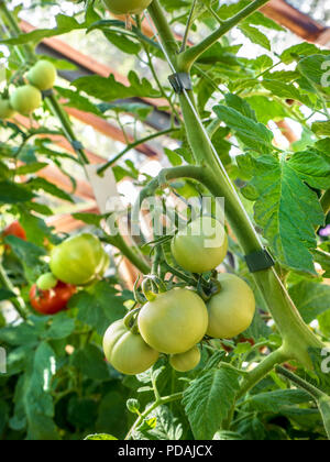 Christtomaten auf dem Weinbau und Reifung in einem traditionellen Teakholz-Gewächshaus, Eine ertragsreiche Tomatenvielfalt in der Sommersaison Stockfoto