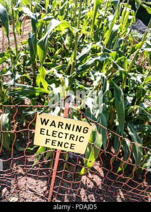 Süßer Mais (Zea mays convar. saccharata var. rugosa) elektrischen Zaun mit Vorzeichen guarding Zuckermais Gemüse Garten gegen tierische Eindringlinge Stockfoto