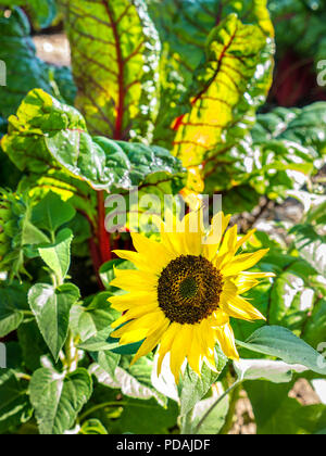 "Rhabarber Mangold "Organische blühenden sonnigen Gemüsegarten mit Blatt Zuckerrüben/Beta vulgaris Subsp cicla var. flavescens Rhabarber Blatt Zuckerrüben mit Sonnenblumen Stockfoto