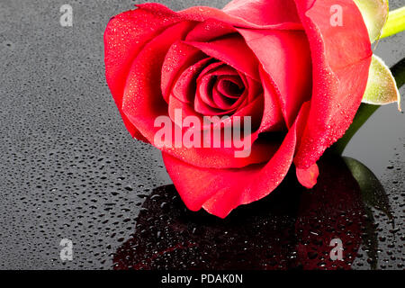 Classic Red Rose auf schwarzem Hintergrund mit Perlen von Wasser. Stockfoto