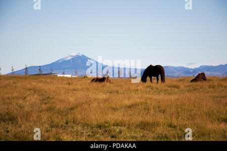 Pferde grasen auf dem Gras Horizont mit Bergen im Hintergrund. Island Farm und Wildtiere Landschaft. Stockfoto