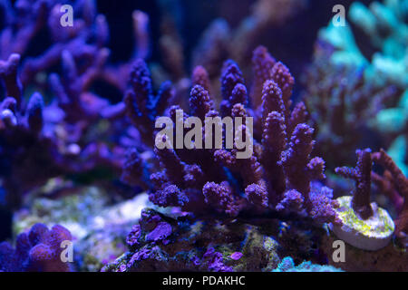 Acropora, SPS-Korallen Stockfoto