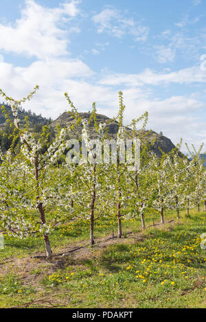 Zeile der Apfelbäume im Frühjahr Blumen im Obstgarten mit blauer Himmel Stockfoto