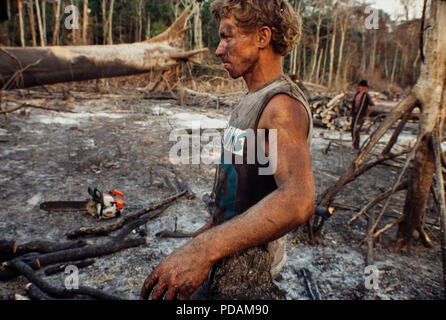 Protokollierung, Amazonas Regenwald Abstand, Arbeiter fällten Bäume mit Kettensäge in einem Hieb-und-verbrannten Flecken des Waldes. Morgen Zustand, Brasilien. Stockfoto