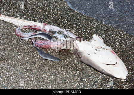 Weibliche shark mit ungeborenen Pups am Strand links nach Gerippte und gereinigt, Magdalena Insel, BCS, Mexiko. Stockfoto