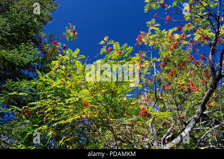 Eberesche (Sorbus aucuparia) Reif mit Beeren gegen den tiefblauen Himmel. Stockfoto