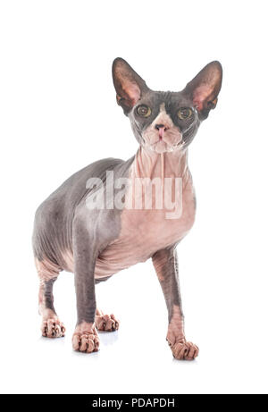 Sphynx haarlose Katze vor weißem Hintergrund Stockfoto