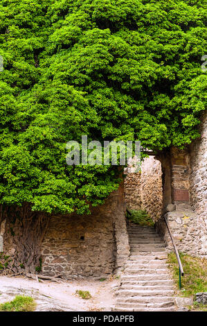 Efeu überwucherten Baum klettern einer alten Steinmauer. Treppen und Passage auf der rechten Seite Stockfoto