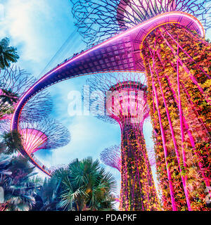 Singapur, Marina Bay, Gärten durch die Bucht, die Supertree Grove Stockfoto