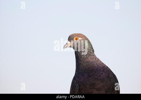 Schwarze Taube mit orangefarbenen Augen Stockfoto